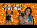Bulldog Francés- 10 cosas que debes saber sobre esta raza.