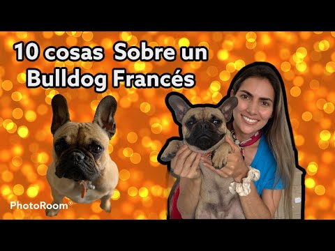 Video: ¿Por qué los Bulldogs son demasiado?