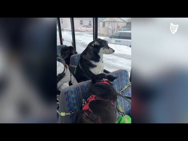 Exclusive bus for dogs goes viral on TikTok class=