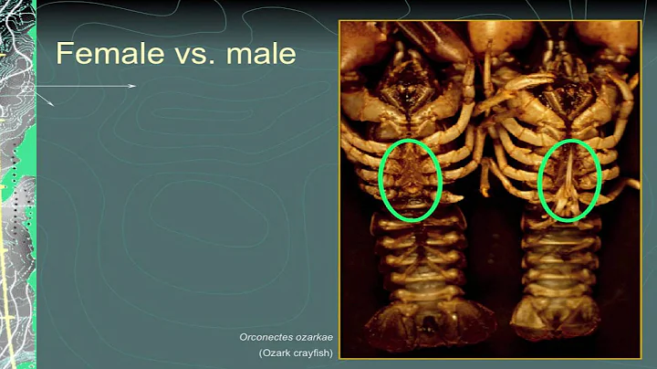 “Missouri Mudbuggers an Introduction to Missouri’s Crayfish," by Chris Riggert