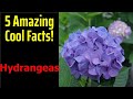 5 Fascinating Facts About Hydrangeas