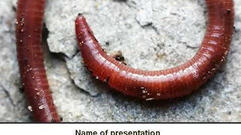 Earthworm PowerPoint Template by PoweredTemplate.com