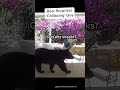 Man Shocked by Bear 🐻 While Relaxing on Patio