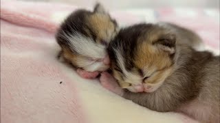 Kitten | Heartwarming Moments Between Two Kitten Siblings