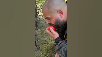 Самый дорогой и редкий гриб
