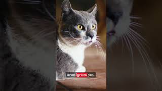 Your Cat Isn’t Cold… You Just Don’t Understand Them 🐈😽