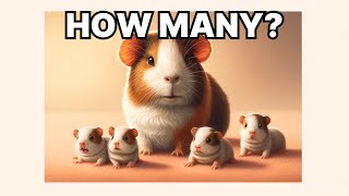 How many babies a guinea pig usually have?