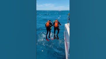 Thumbnail of A Sea Turtle Trapped in a Ghost Net Was Heroically Rescued by Divers