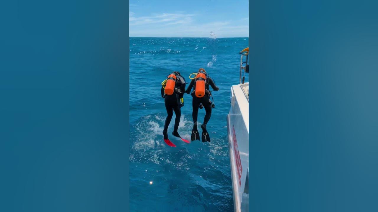 A Sea Turtle Trapped in a Ghost Net Was Heroically Rescued by Divers