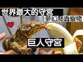 【昆蟲擾西上課了！】世界最大的守宮 巨人守宮 可以擁抱的守宮 完美爬蟲寵物 giant gecko