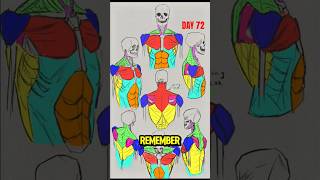 The secret to drawing perfect torsos 🧠