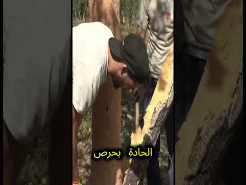 أكثر قشرة شجر مفيدة على وجه الأرض اكسبلور Shortsfeed