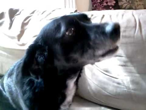 will one grape hurt a dog