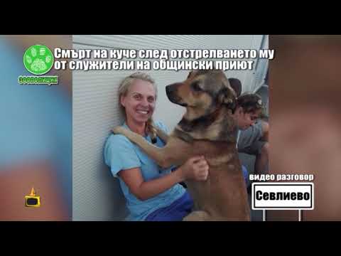 Видео: ДНК изчиства служебното куче от вина за смъртта на друг куче