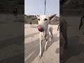 Motivational #shortvideo #shorts #comedy