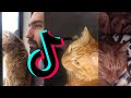 MrKermitMeow TikTok Compilation