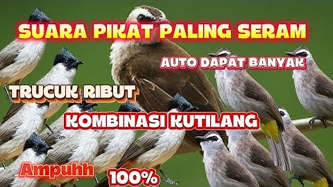 SUARA PIKAT TRUCUKAN RIBUT KOMBINASI KUTILANG KOMBINASI MAUT SANGAT MEMPESONA MP3 SUARA JERNIH