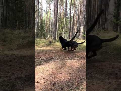Puma Köpeğe Karşı #köpek #animalfight #puma
