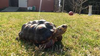 Early Spring for Max the Tortoise