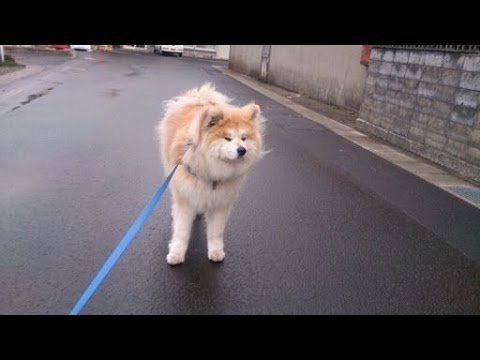 腹筋崩壊のかわいい犬たち イッヌ そっち行かないンゴ Makeyouhappy Youtube