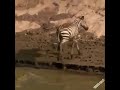 Незабываемая везучая зебра