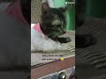 coba tebak 🐱