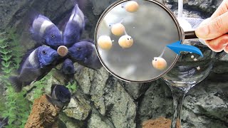 Tropheus Duboisi Maswa Balık Yavrularının Yumurtadan Dönüşüm Süreci🥰 8 Dakikada 20 Günlük Gelişim❗