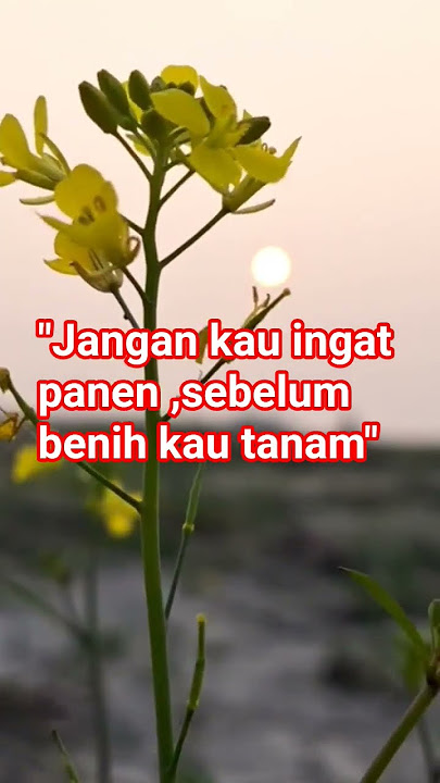 #shotviralvideo #quotes #viral #storywa #hiburansegar #motivasi #motivasihidup