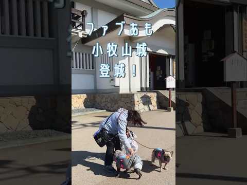 続日本100名城小牧山城　復元された石垣を眺めるフレンチブルドッグ#わんことおでかけ #城跡 #小牧山城 #続日本100名城 #山城 #石垣#復元 #フレブル城跡巡り