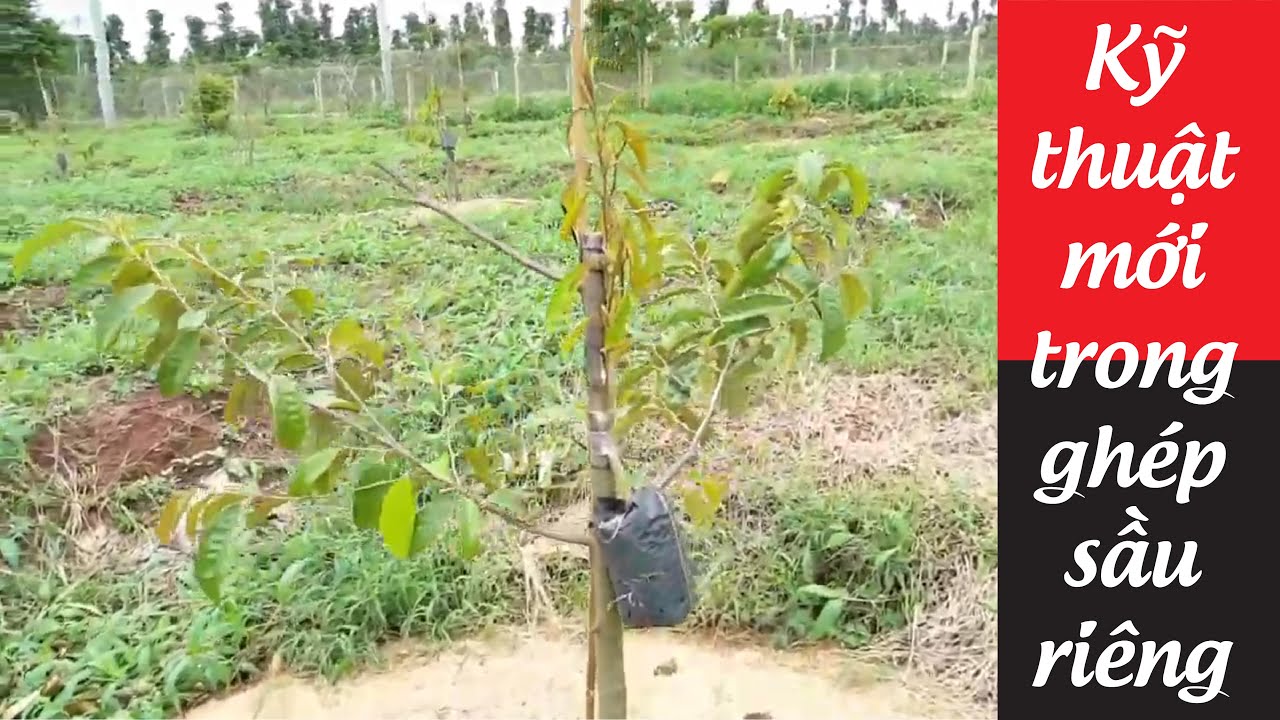 Phương pháp mới ghép sầu riêng sống 100%(ghép treo bầu)