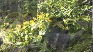 Download Lagu francis goya- la comparsa MP3