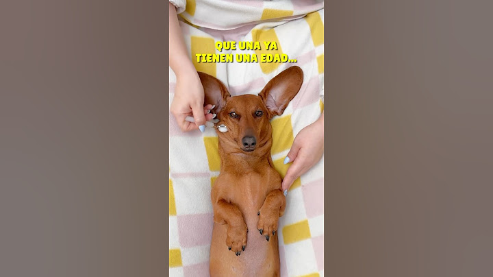 I GET ETERNAL YOUTH!🤩🥳 #dachshund #dachshund #pets #dogs #humor #dog
