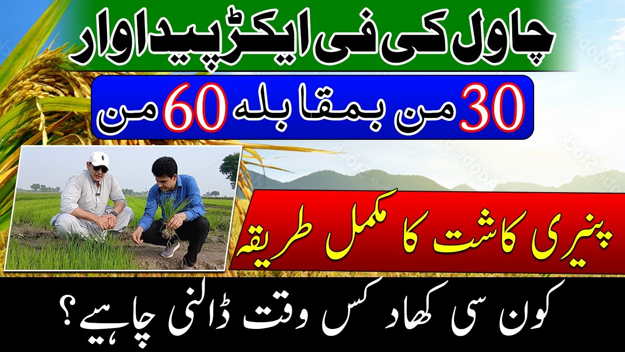 Rice nursery plantation| peddy nursery fertilizer plan| how to get 60 mounds basmati rice yield
