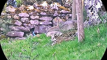RABBIT HUNTING with the Epic ONE Air Rifle