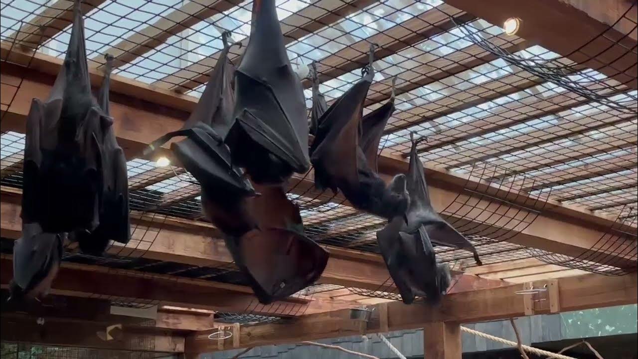 HUGE Flying Fruit Bats Perched at the Columbus Zoo YouTube
