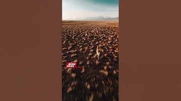 Краснокнижных джейранов снял на видео казахстанский блогер