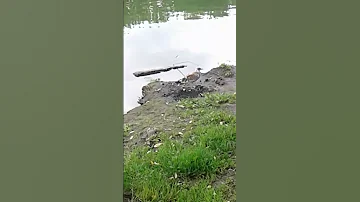 сизые чайки