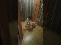 бедный котик