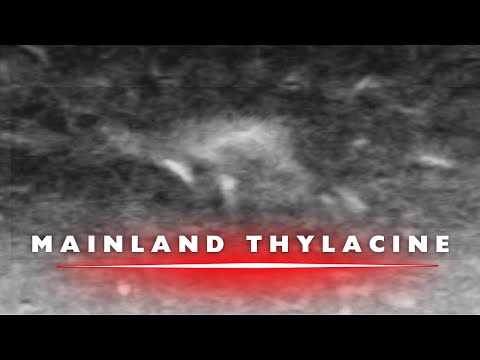 Mainland Thylacine?