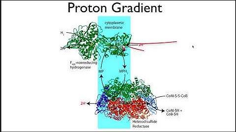 Positive Microbial Interactions - Microbe Microbe Interactions