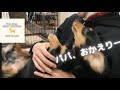 【ミニチュアダックスフンド】パパの帰宅で大はしゃぎ。可愛すぎるよ♪むむ