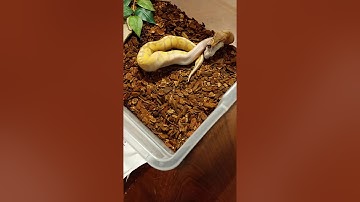 Ball python eats mouse backwards.