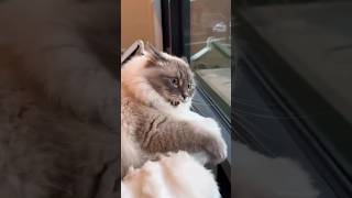 When cats get the zoomies 😂🐱💨