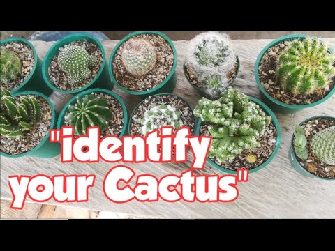 Video: Cactus round: types, names and photos