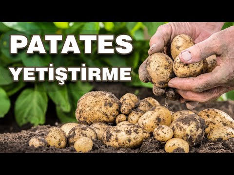 Bahçede Patates Nasıl Yetiştirilir? Evde Patates Nasıl Ekilir?