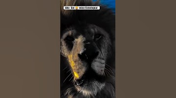 Royal enfield lion 🦁 voice fixmotogear#hunter350sound #lion #hunter350sound #yoytubeshorts #bullet