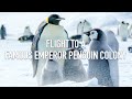 Flight to a famous emperor penguin colony