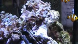 Аквариумный дизайн - Морской аквариум своими руками Аквариумный дизайн - Морской аквариум своими руками
