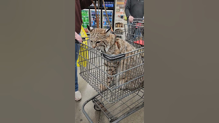 Pet bobcat in rural king