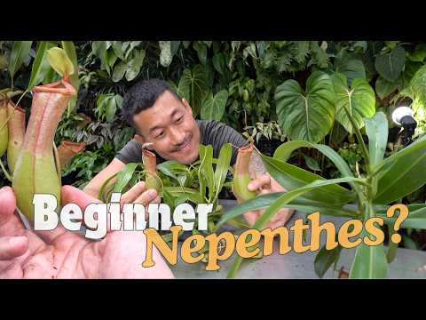 How to Care for and Propagate Nepenthes In water & Moss! With Satisfying Updates!